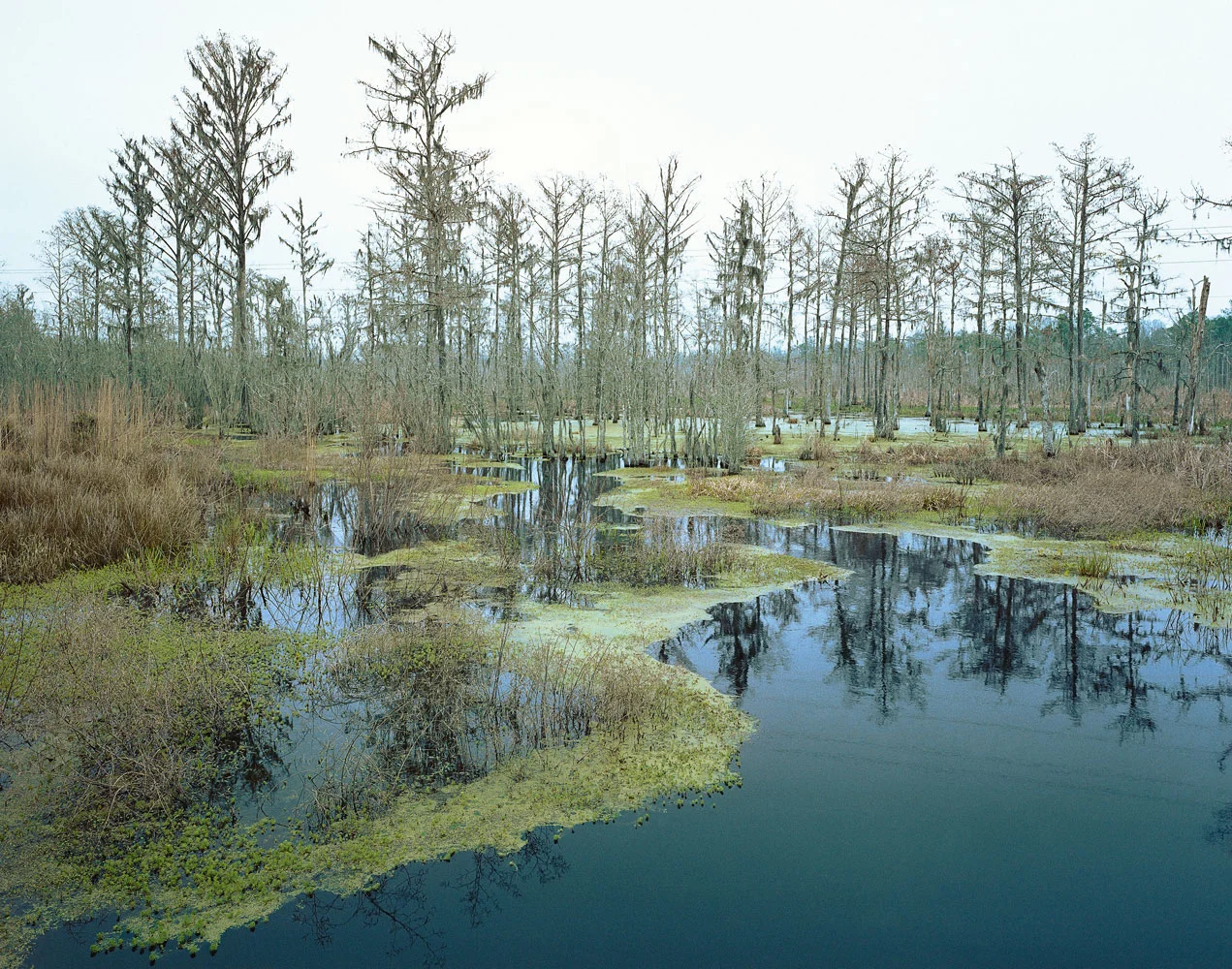 Gemälde: Mcintosh County, Georgia, 2006, Photographie, C-Print, Diasec Face Kaschierung, Edition 1/6 LE 41, 177 x 240 cm, Kunstsammlung Raiffeisen Niederösterreich-Wien